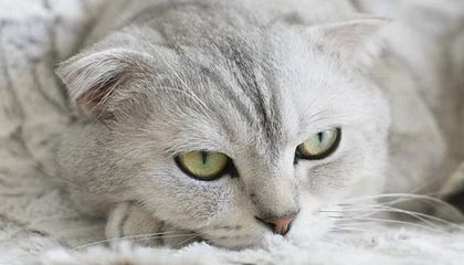 开云APP-广东宏远从追到9分到崩盘20分：那一波换人，把胜利换给了辽宁